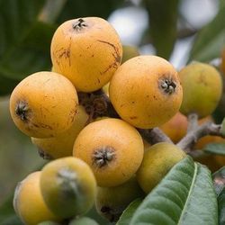 Loquat Fruit Trees 