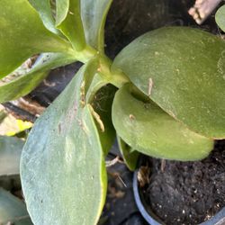 Planta