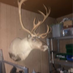 Beautiful  Alaskan Caribou Wall Mount 