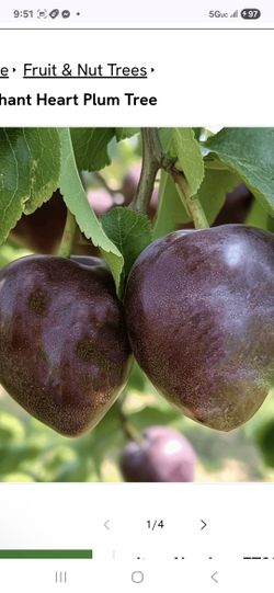 Healthy Fruit Trees 