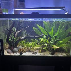 10 gallon fish tank with stand