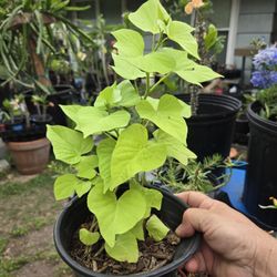 Sweet Potato Vine 🌿