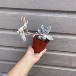 4” moonstone succulent 