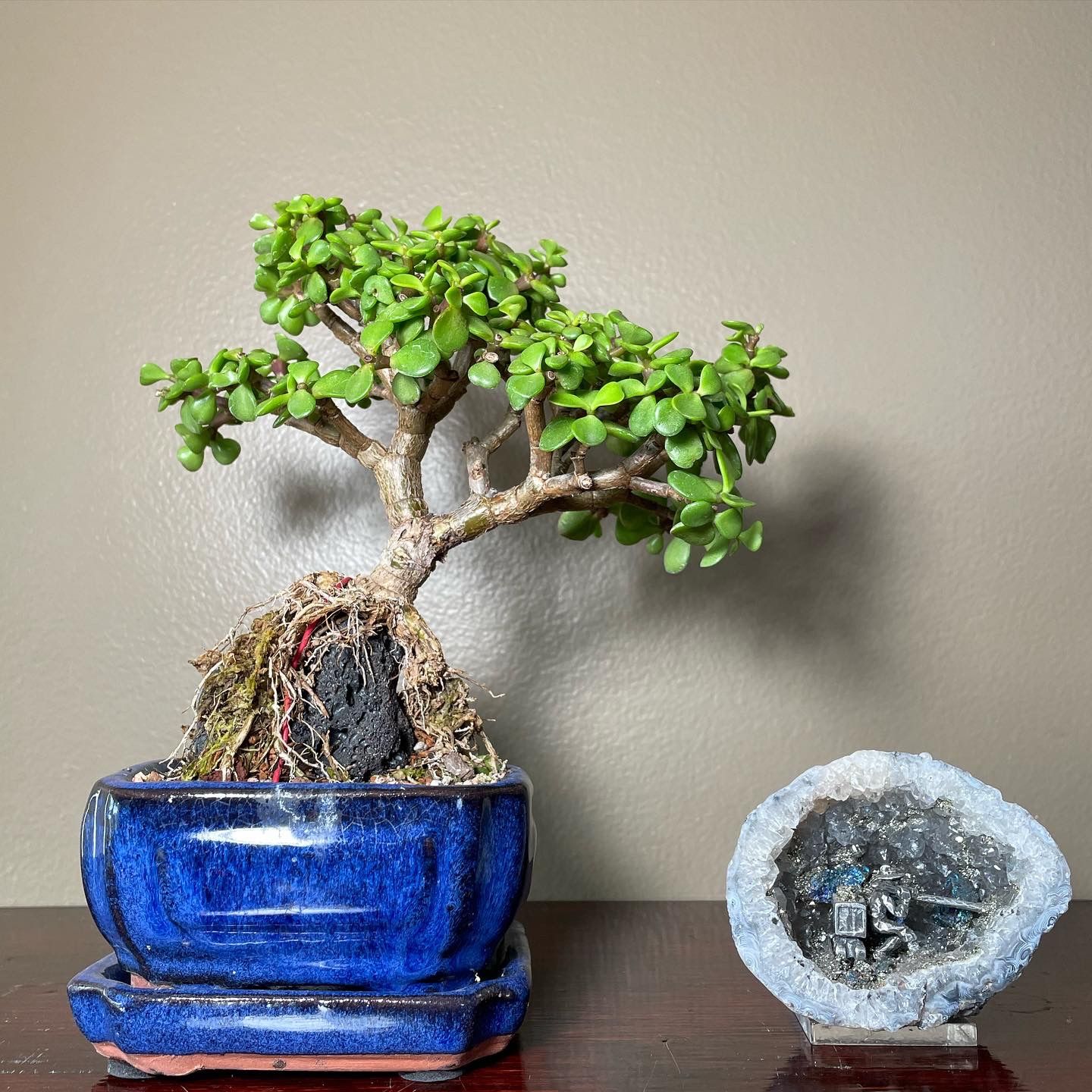 Live Tropical Root Over Rock Jade Bonsai