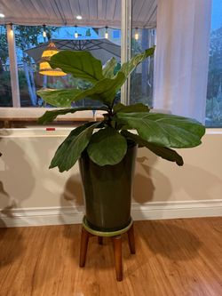 Fiddle leaf house plant in beautiful pot