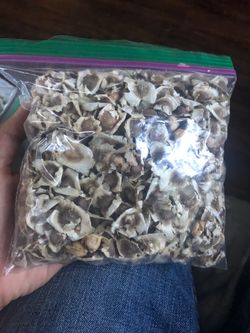 Moringa seeds