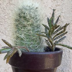 Cactus/plant