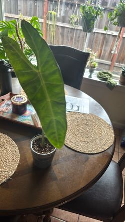 Alocasia