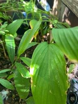 Curcuma jenjibre plantas