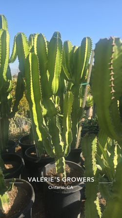 Euphorbia Cactus