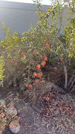 Fresh Pomegranates