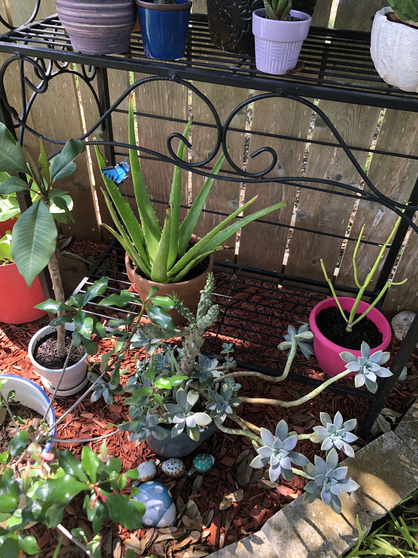 Crown of thorns, flower pot with ghost plants, Pencil cactus, Aloe Vera, plumeria all 5 $65