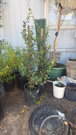 Jasmine Plants