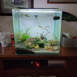 Guppy Fish Tank 30 Gallon