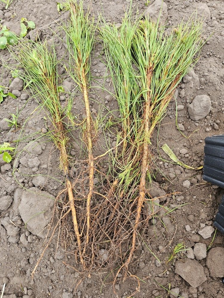 Slash Pine in Pots