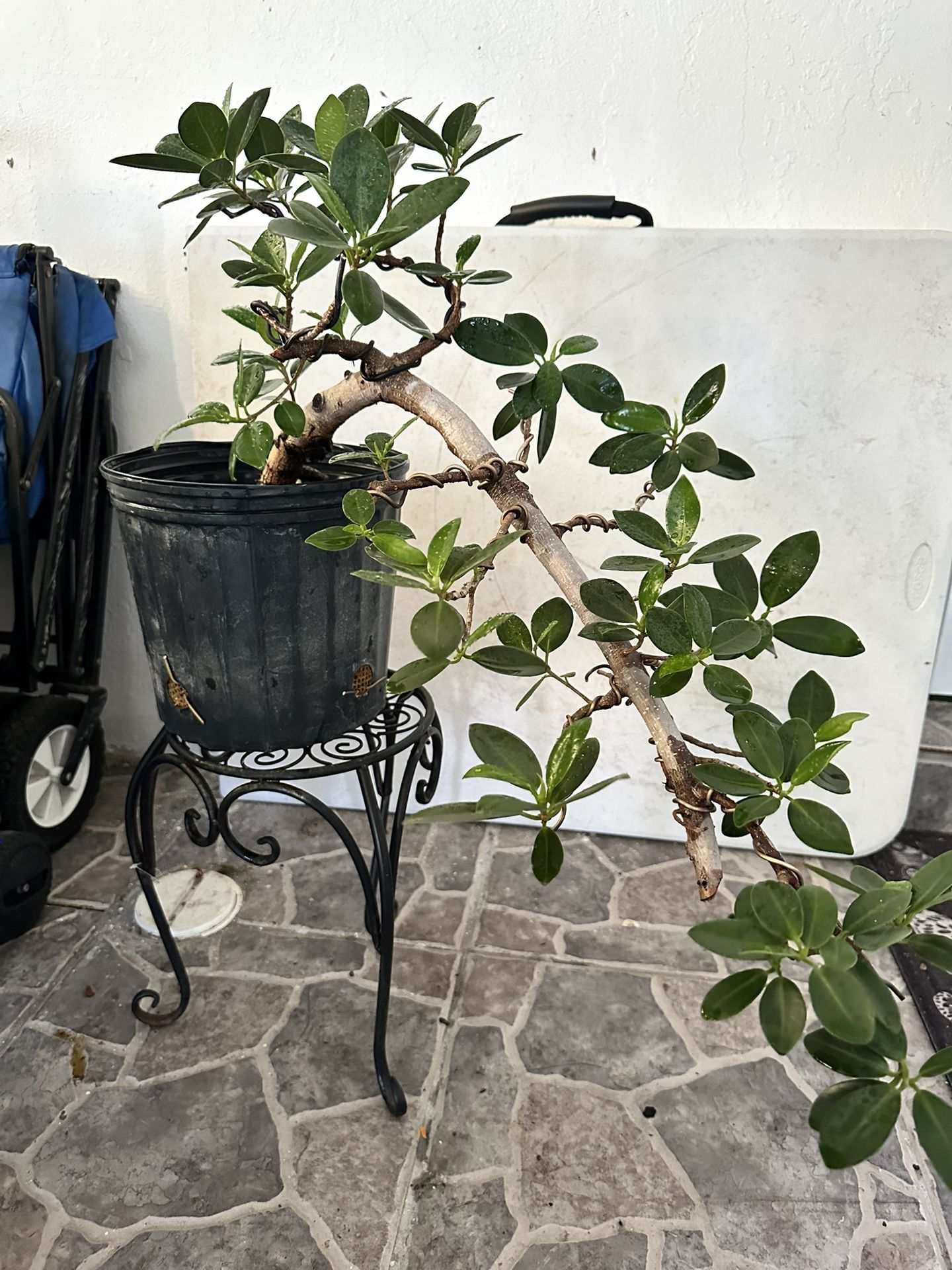 moso bambus in deutschland Seedeo® Moso Bambus (Riesenbambus) Phyllostachys edulis 100 Samen