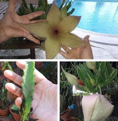 Starfish Stapilia gigantea Succulent Stapelia plant cactus