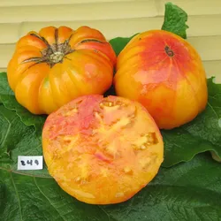 🍅 HEIRLOOM TOMATO SEED BOMB KIT – “COUNTRY YARD DREAM” COLLECTION