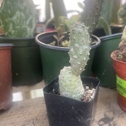 Pineapple 🍍 Cactus 🌵 Plant 🪴 