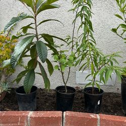 Loquat tree / apple tree / peach tree - $20 each