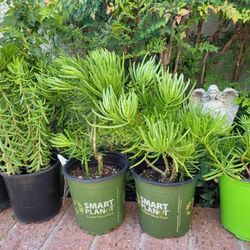 Healthy Cactus Plants @$5 each