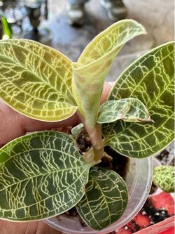 Macodes Petola jewel orchid lan kim tuyến