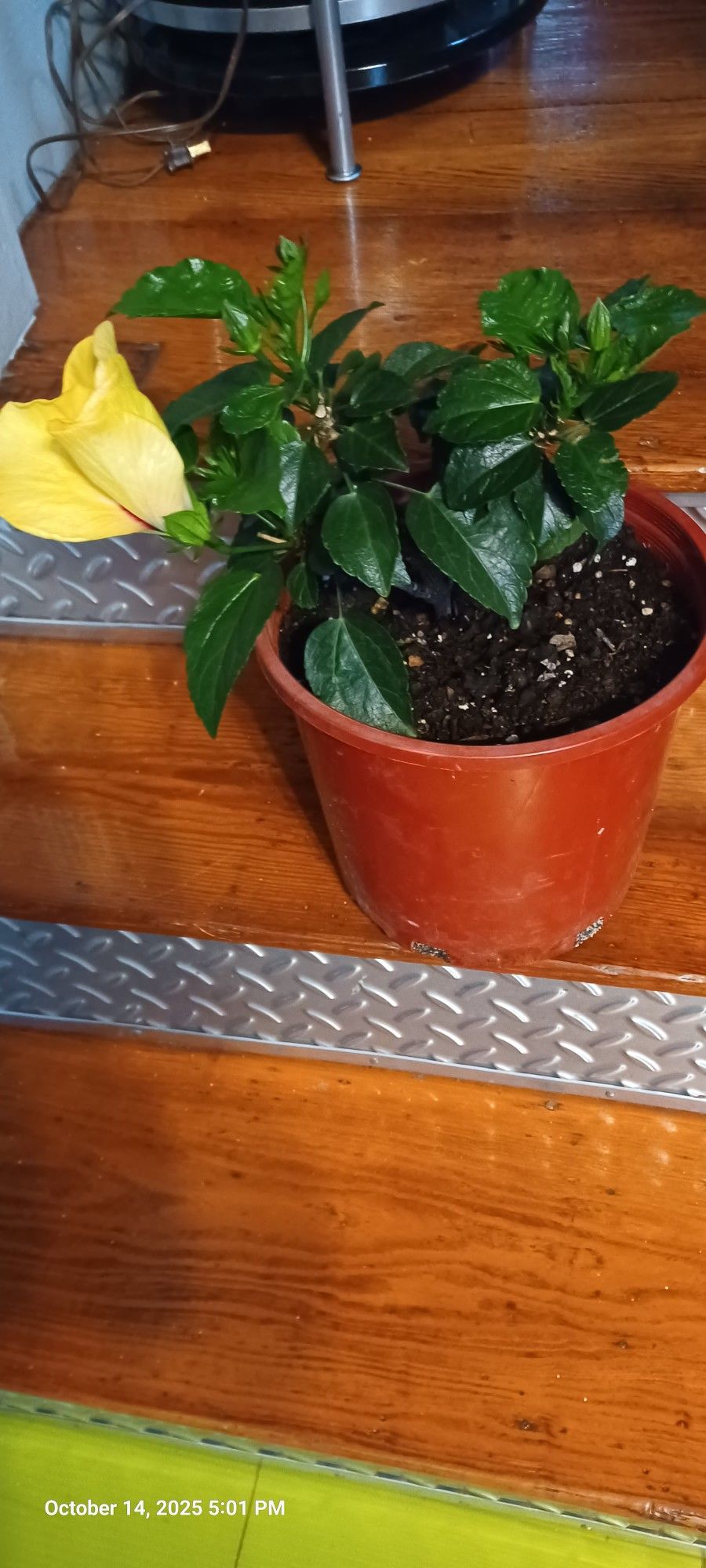 Plant 🪴