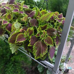 Bonita Planta Capade Rey ...Colios...$17