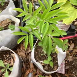 Elderberry Plant 