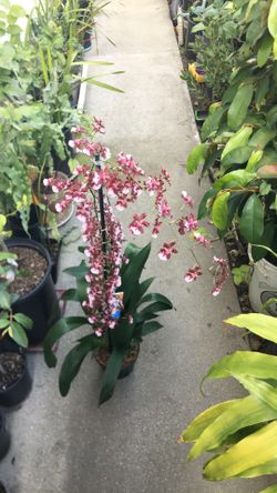 Intergeneric Orchid 