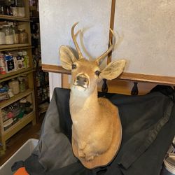 Mounted deer head taxidermy