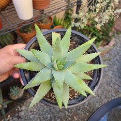 Aloe Brevifolia Plant Succulent 