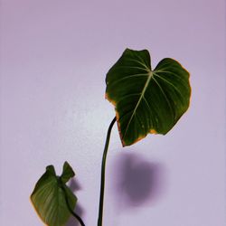 Gloriosum Philodendron 