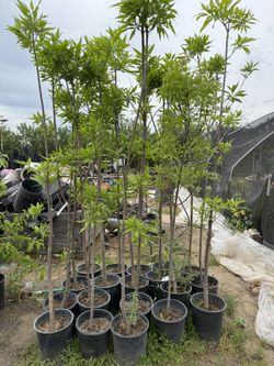 Desert Willow Shade Trees $40 each 