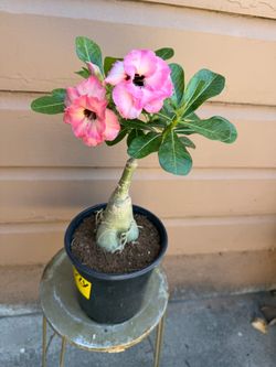 Bonsai desert rose in one gallon pot