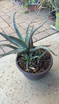 Succulent