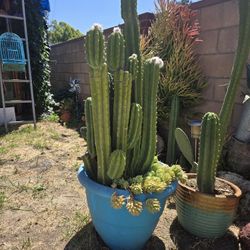 Nice Large Cactus Succulent Potted Combo Plant