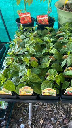 Habanero pepper, 4 inches pot