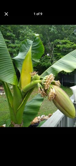 Banana Plants 