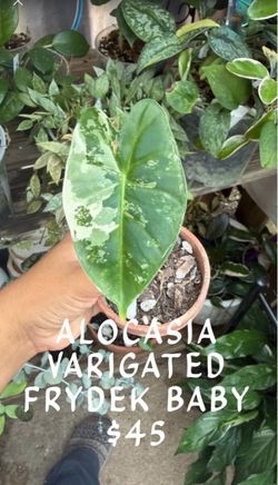 alocasia for sale
