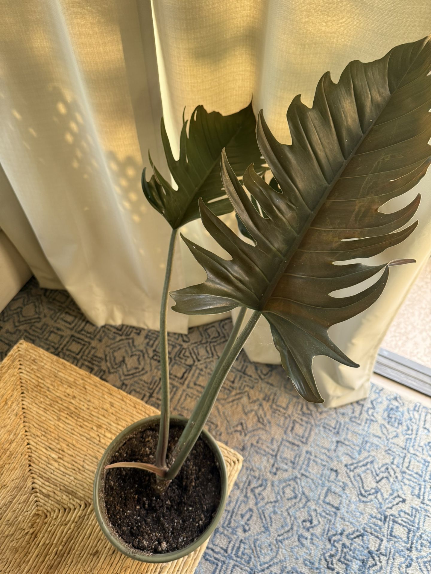 Philodendron Pluto Plant