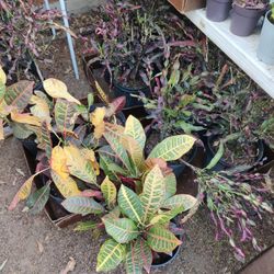 Misfit Plants Lg $10 And Up