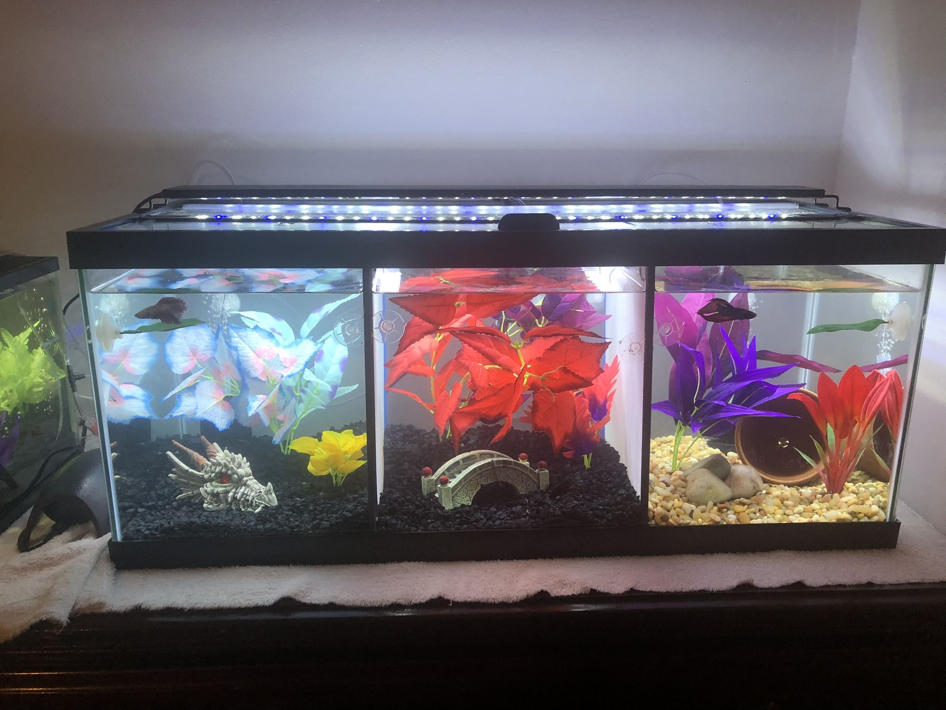 Fish Tank And Stand With Accessories