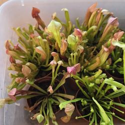American Pinchers (Sarracenia Maroon) Carnivorous 