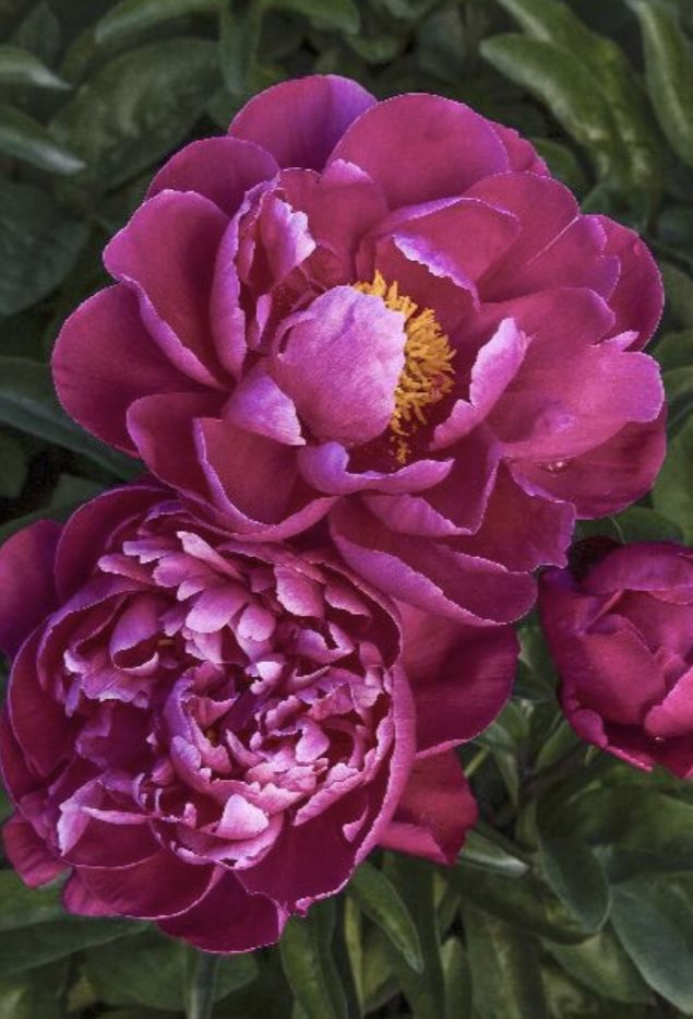 Perennial Peony Sara Benhart