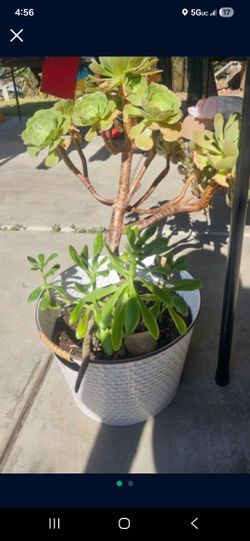 Large Pit. 2 Types Of Succulents. 