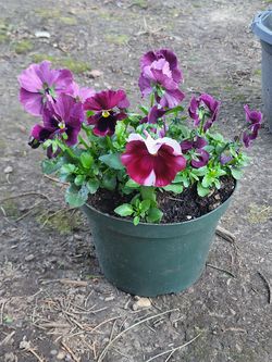 Medium Pansy And Viola Planter With 3 Plants! Shades Of Purple, Mauve, White, And Wine! Dark Green Reusable Container! Just Water And Enjoy!