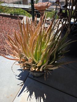Large Aloe Plant