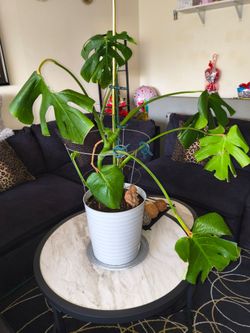 Planta natural mostera delicosa grande