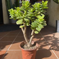 Bonsai Mini Jade Succulent Plant 